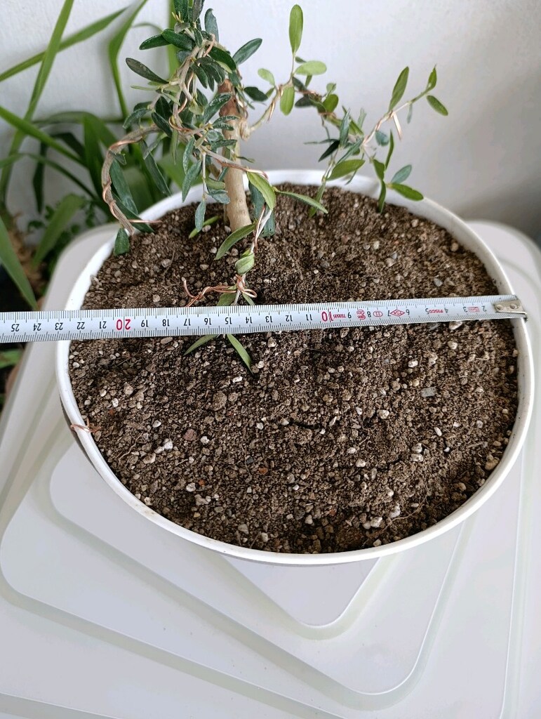 bonsai - 3