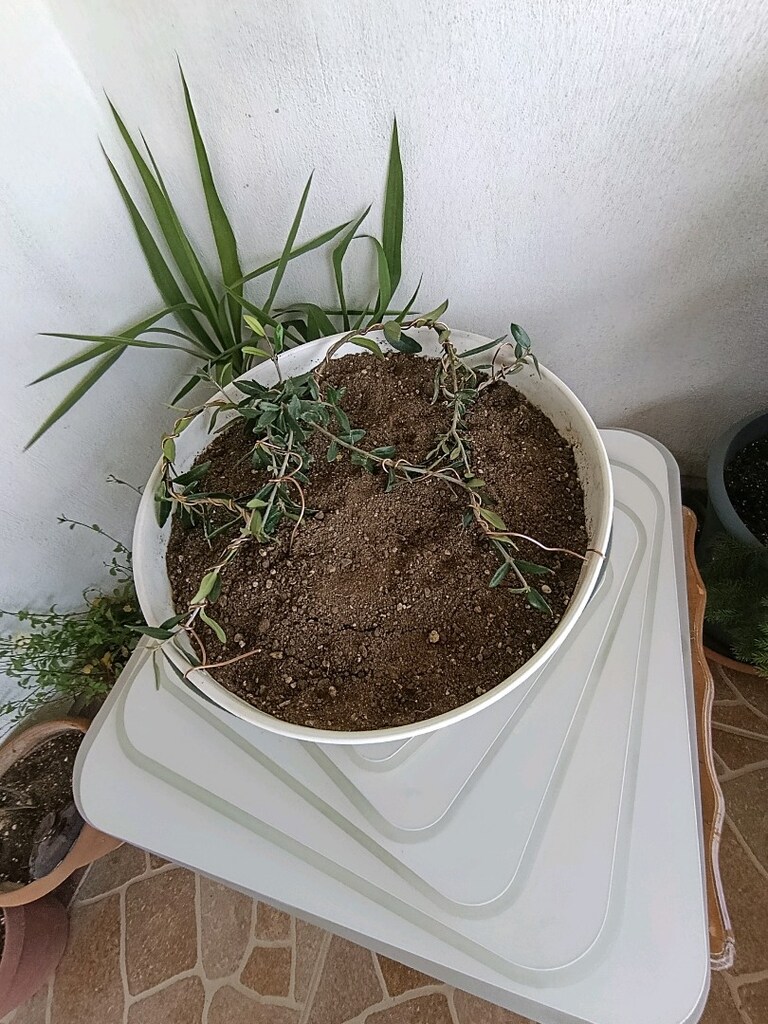 bonsai - 2