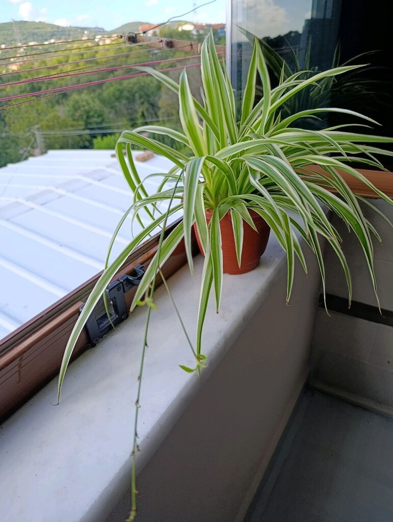 Alacalı Kurdele Çiçeği Variegata - 5