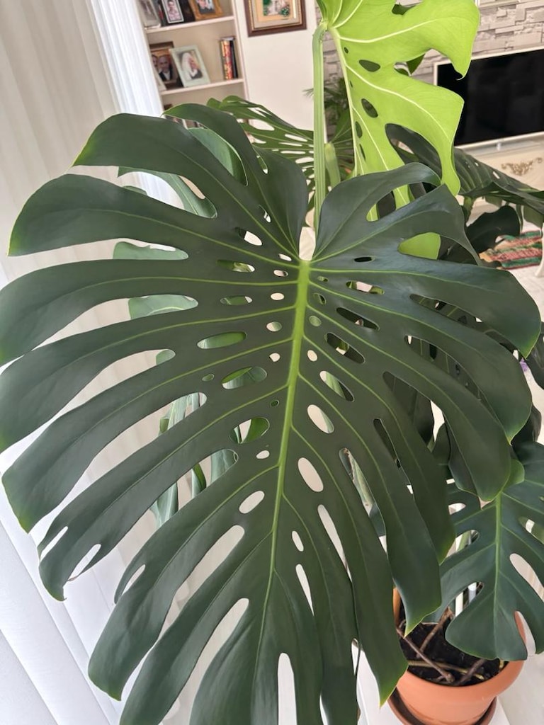 Dev Boy / Koleksiyonluk Monstera Deliciosa (Deve Tabani) - 6