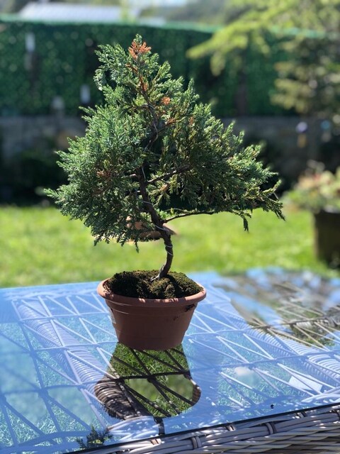 Bonsai Bİtkisi