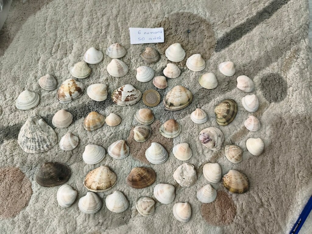 doğal Deniz kabukları - 7