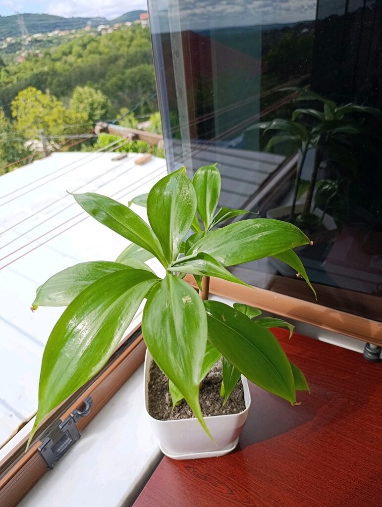Dev Telgraf Çiçeği Ahtapot Çiçeği - 2