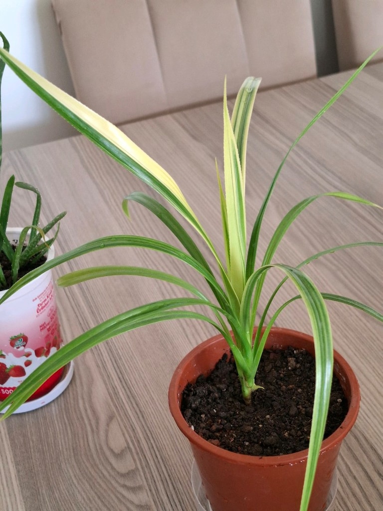 canlı çiçekler ( ikisi 250₺) - 12