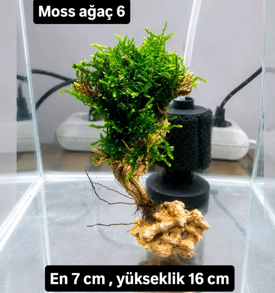 Mosslu ağaç çesitleri - 4
