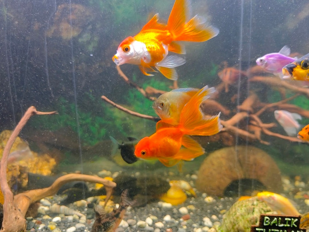 Çeşitli boyutlarda japon, Tetra ve zebra türleri - 3