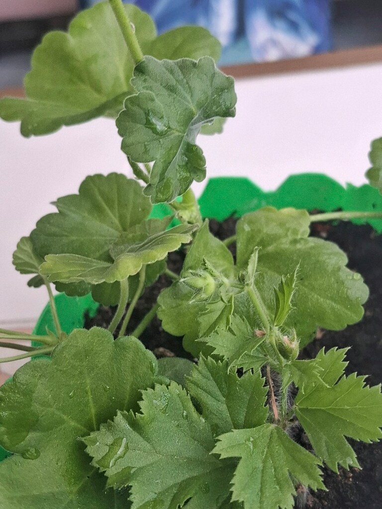 pembenin 3 tonu sardunya çiçeğii - 8