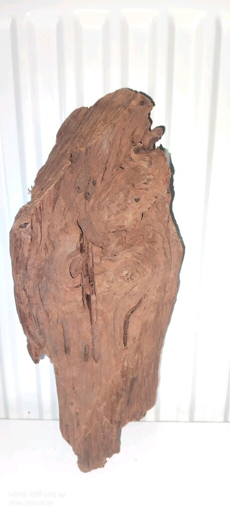 30 CM DOĞAL MANGROW KÖK - 2