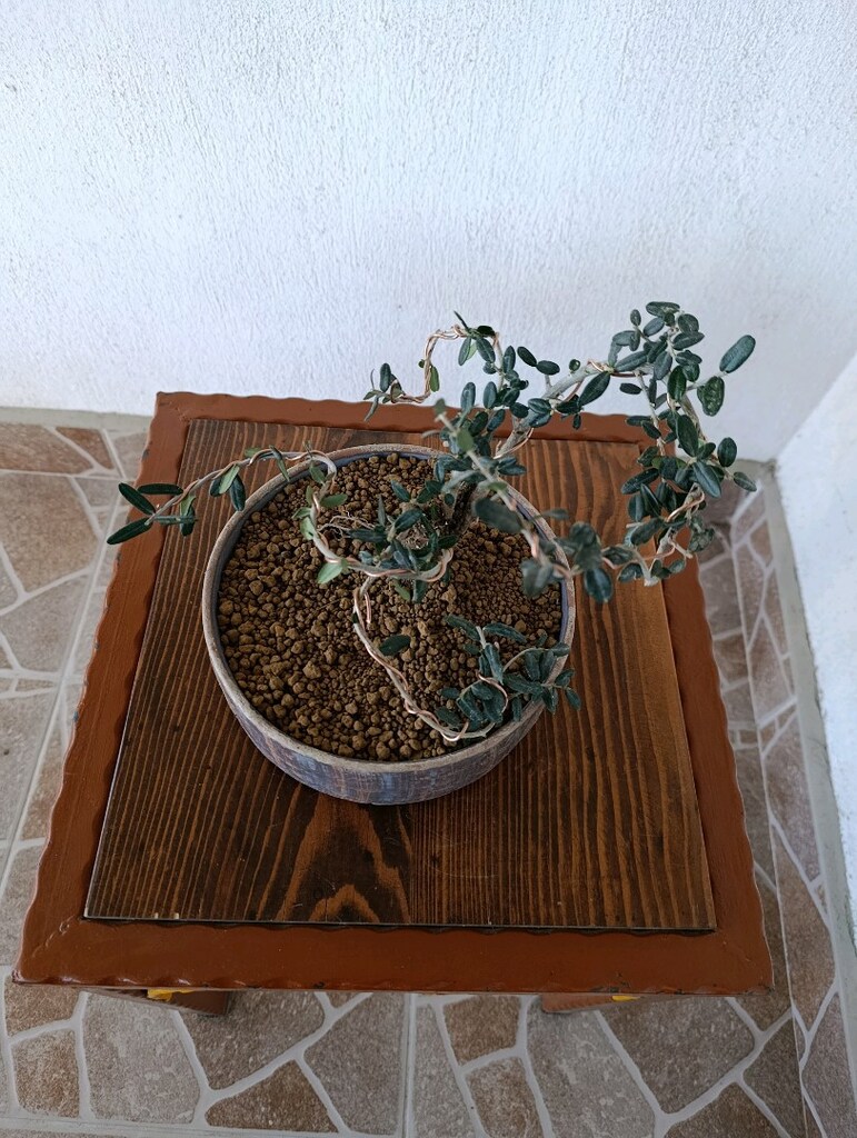 bonsai - 4
