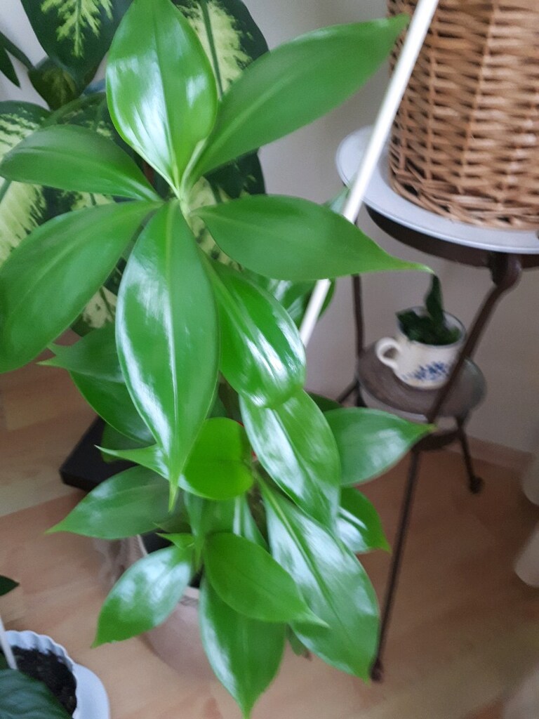 ahtopot cicegi - 4
