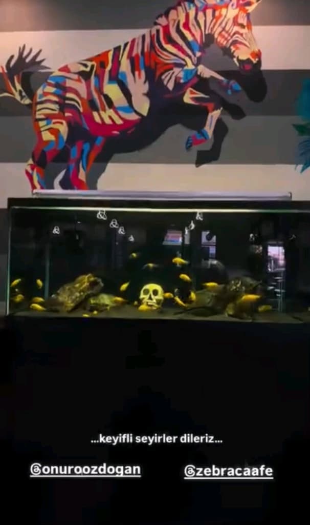 AKVARYUM
