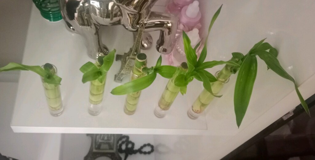 Dal Bambu Şans ( Dracaena sanderiana) - 2