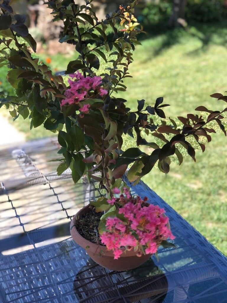 Bonsai Oya Ağacı - 3
