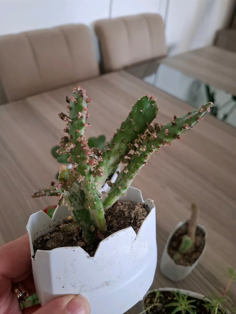 hepsi 100₺ 6 adet canlı çiçek - 7