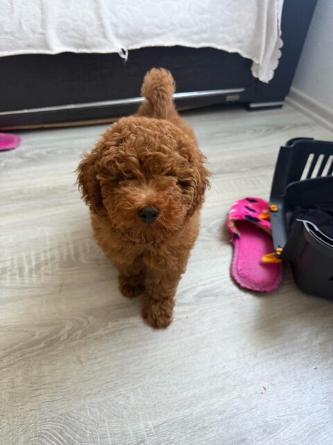 toy poodle