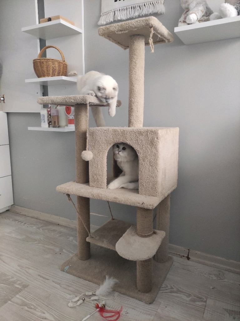Kedi Tırmalama Tahtası