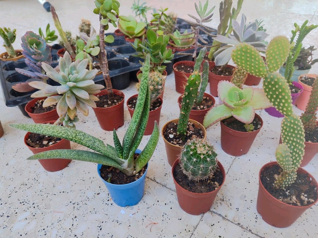 Kaktüs ve sukulent çeşitleri 36 adet 320 tl - 5