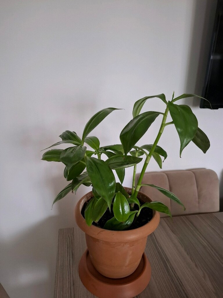 ev ve ofis bitkisi ( Ahtabot çiçeği ) - 5
