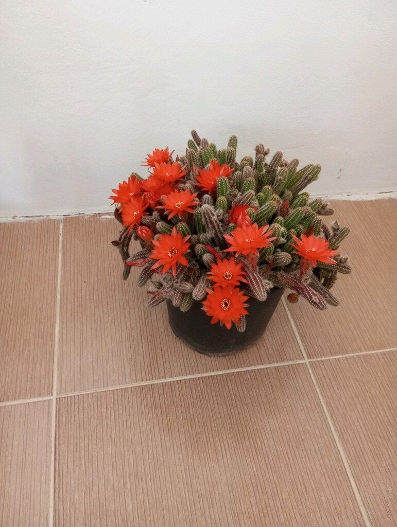 çiçek kaktüs - 3