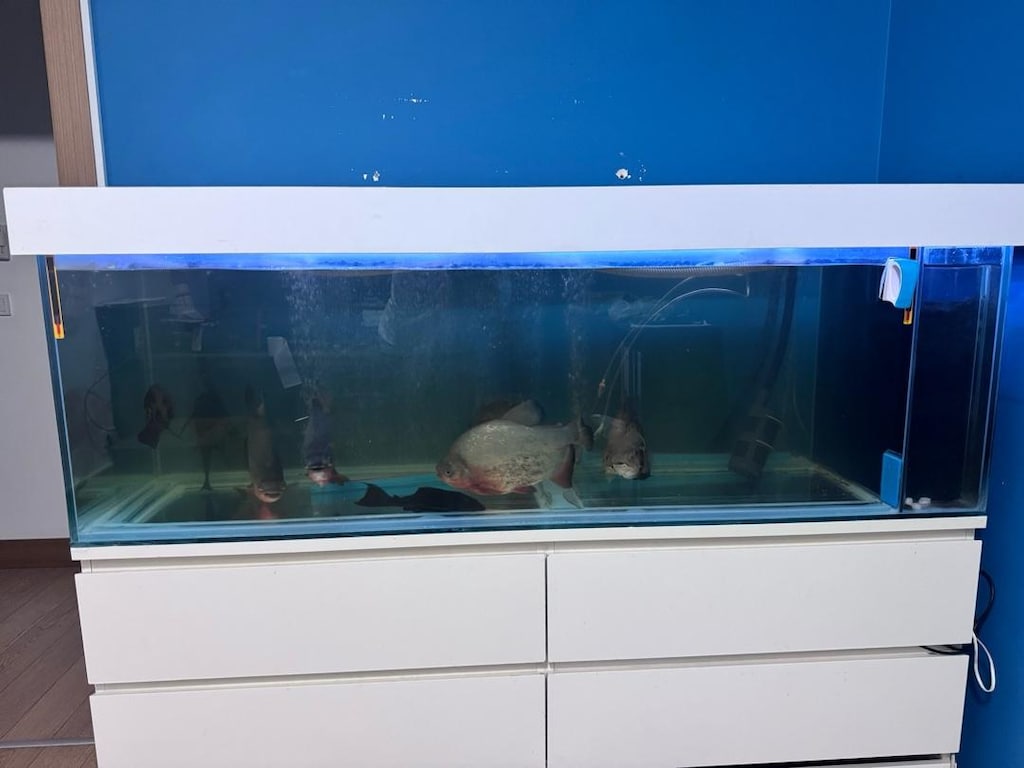 Sump Sistemli 150x50x50 Akvaryum büyük akvaryum
