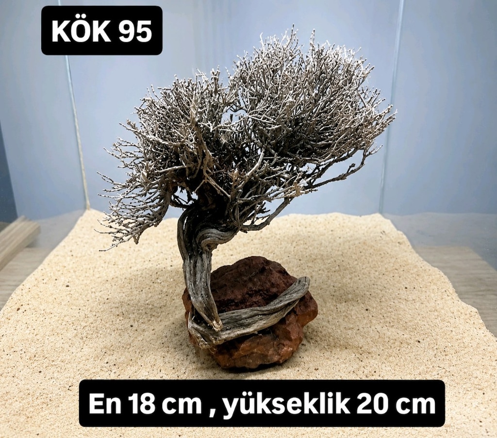 Moss ağaç - 3