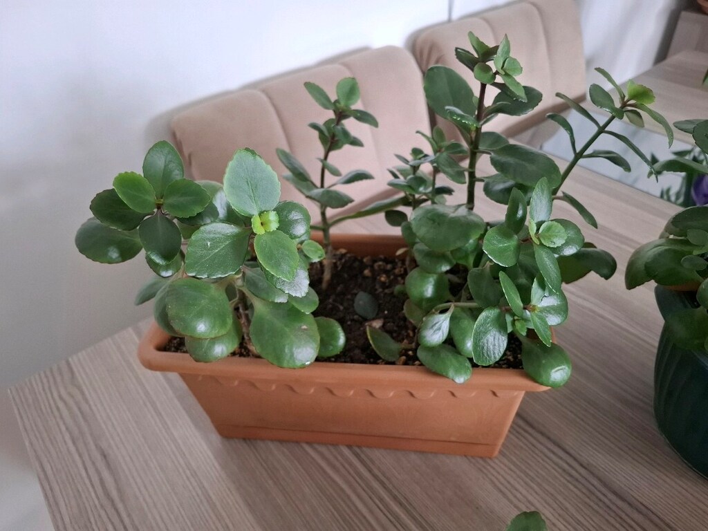kalanşo çiçekleri ( Tanesi 250₺) - 8
