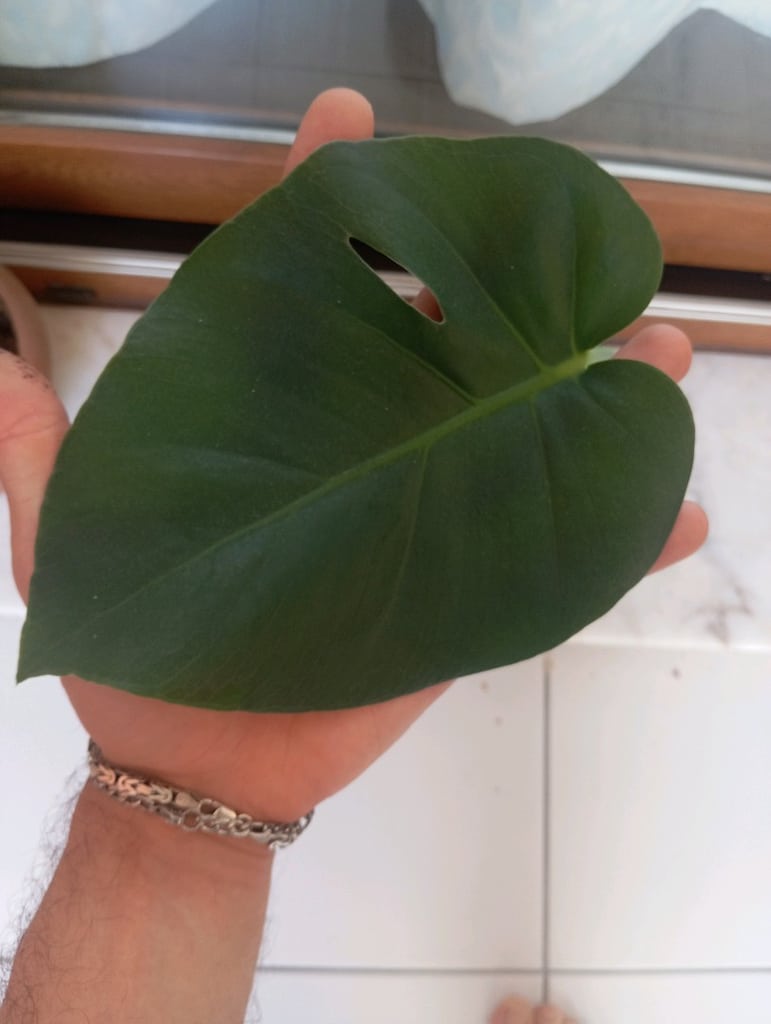 Monstera Deve Tabanı 1 yaprak - 3
