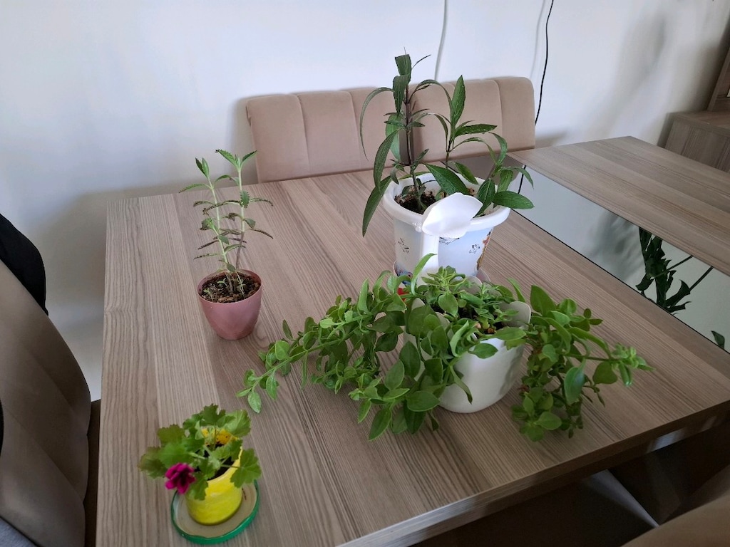 Canlı çiçekler ( hepsi 350₺ ) - 7