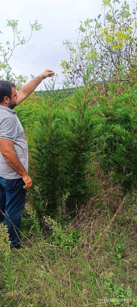 leyladi, oya ve kartopu üreticiden satılık - 12