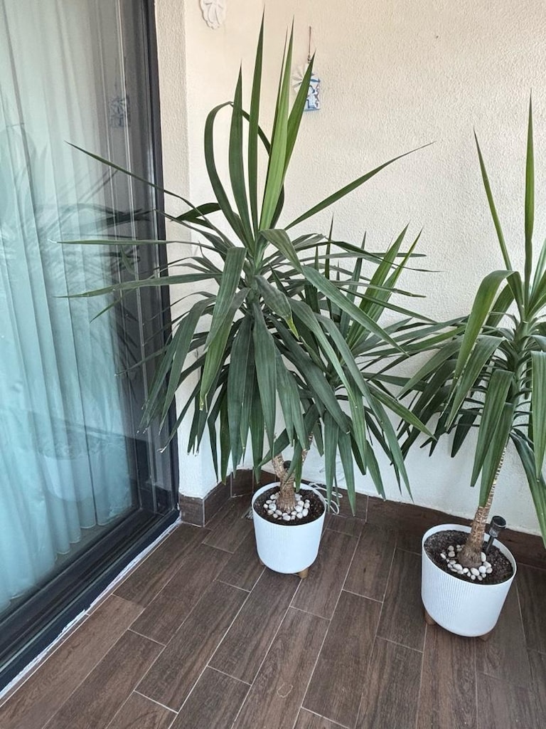 yukka - ofis ve ev çiçeği - 3