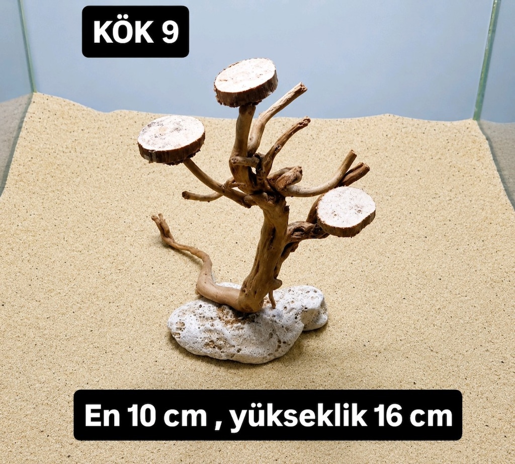 akvaryum kök - 17
