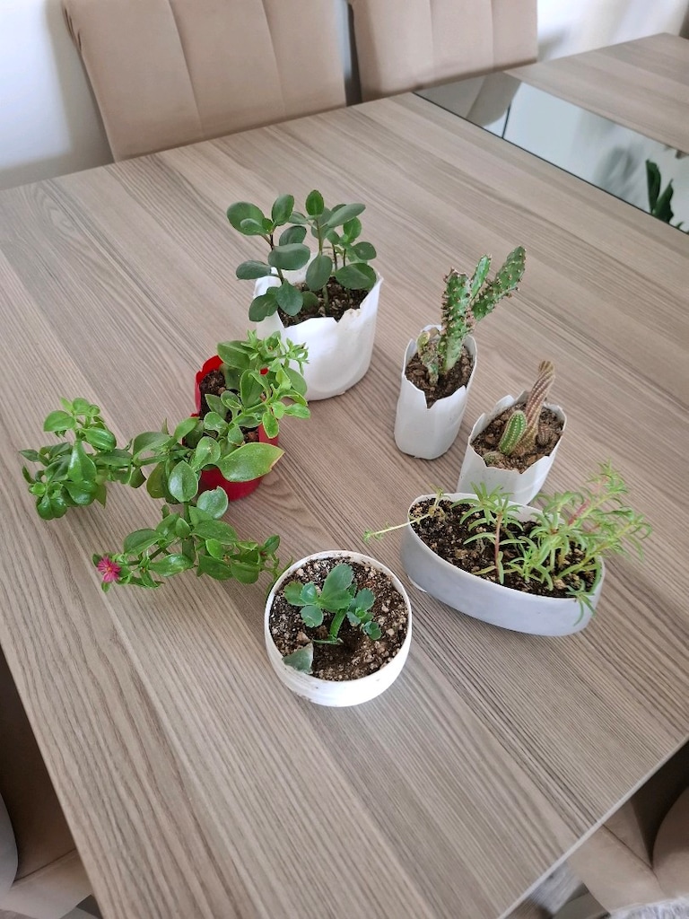 hepsi 100₺ 6 adet canlı çiçek - 10