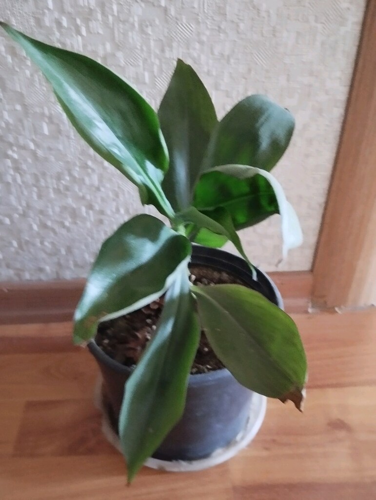 Ahtapot Çiçeği, Hoya obovata - 2
