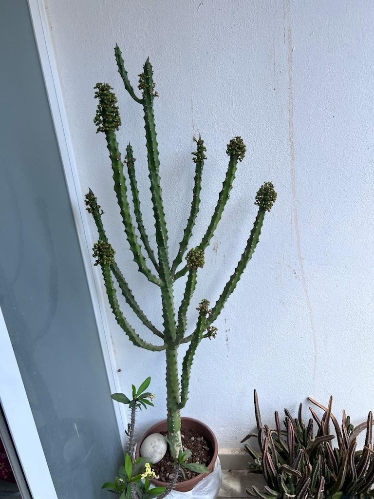 sukulent euphorbia neriifolia - 2