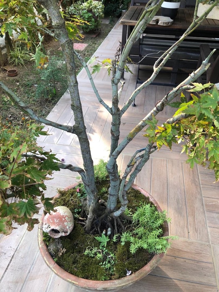 Toprak Saksıda Akçaağaç Bonsai - 6