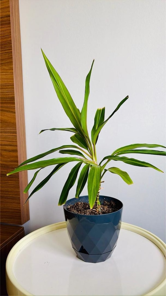 Sağlıklı ve Bakımlı Dracaena Salon Çiçeği 45 cm - 3