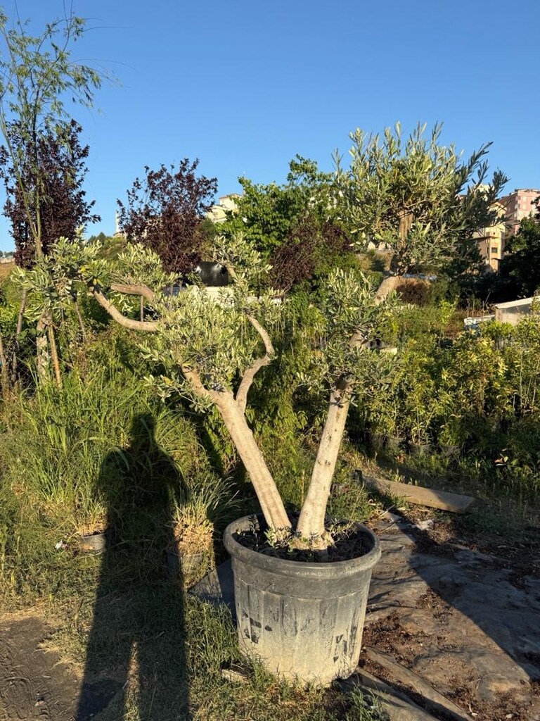 zeytin ağacı - 3
