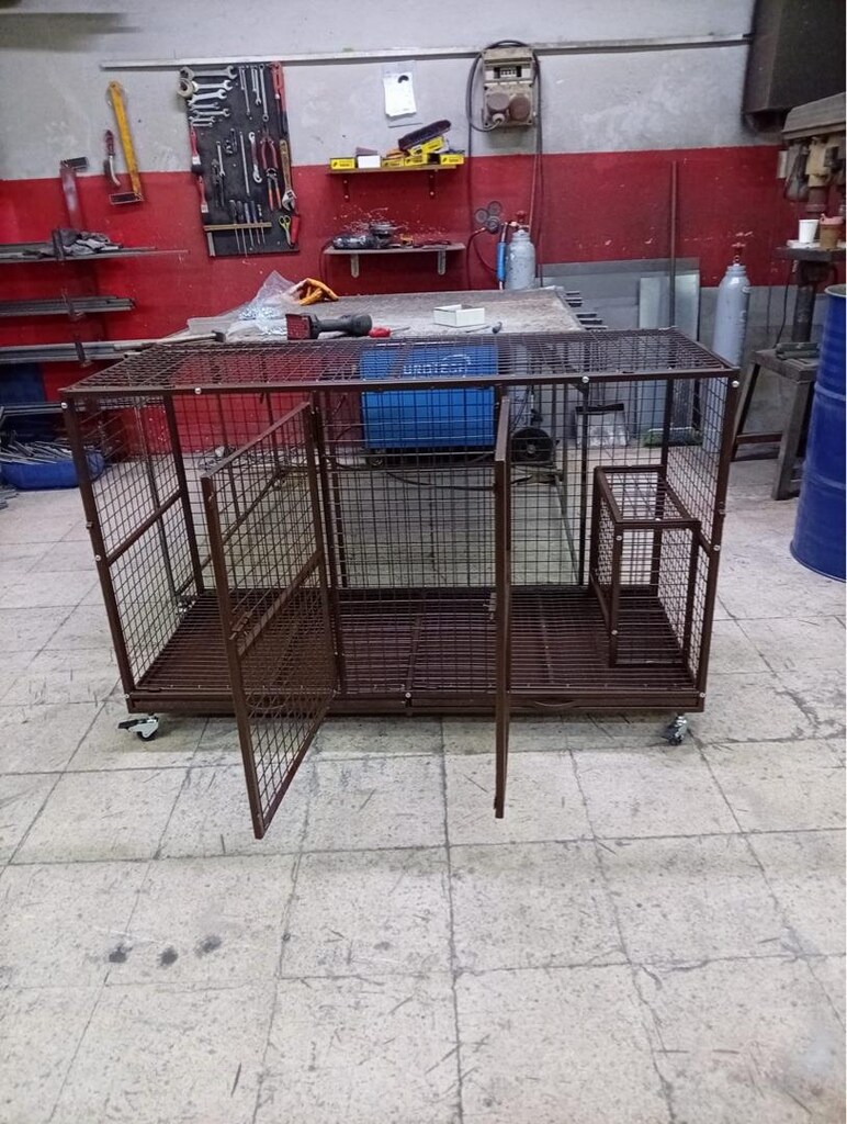köpek boxı - 3
