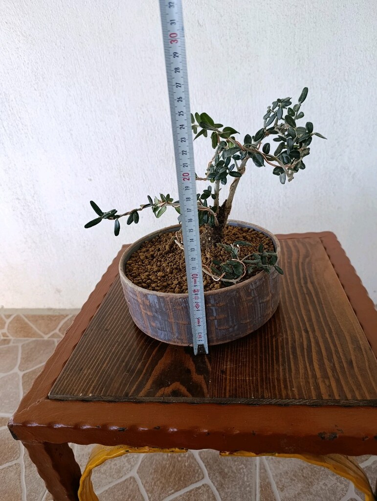 bonsai - 6