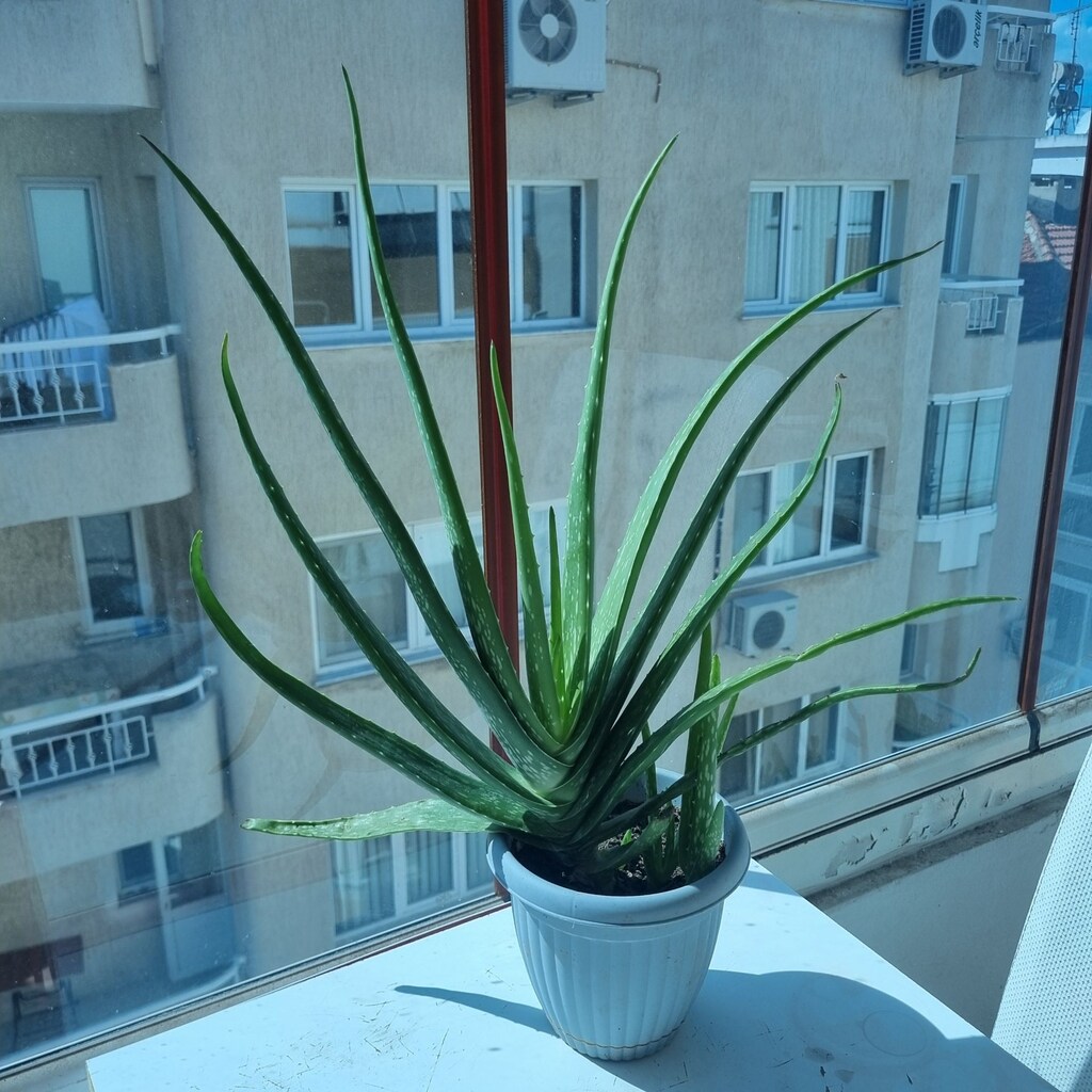 Dev Aleo Vera Salon Bitkisi İndirimli - 2