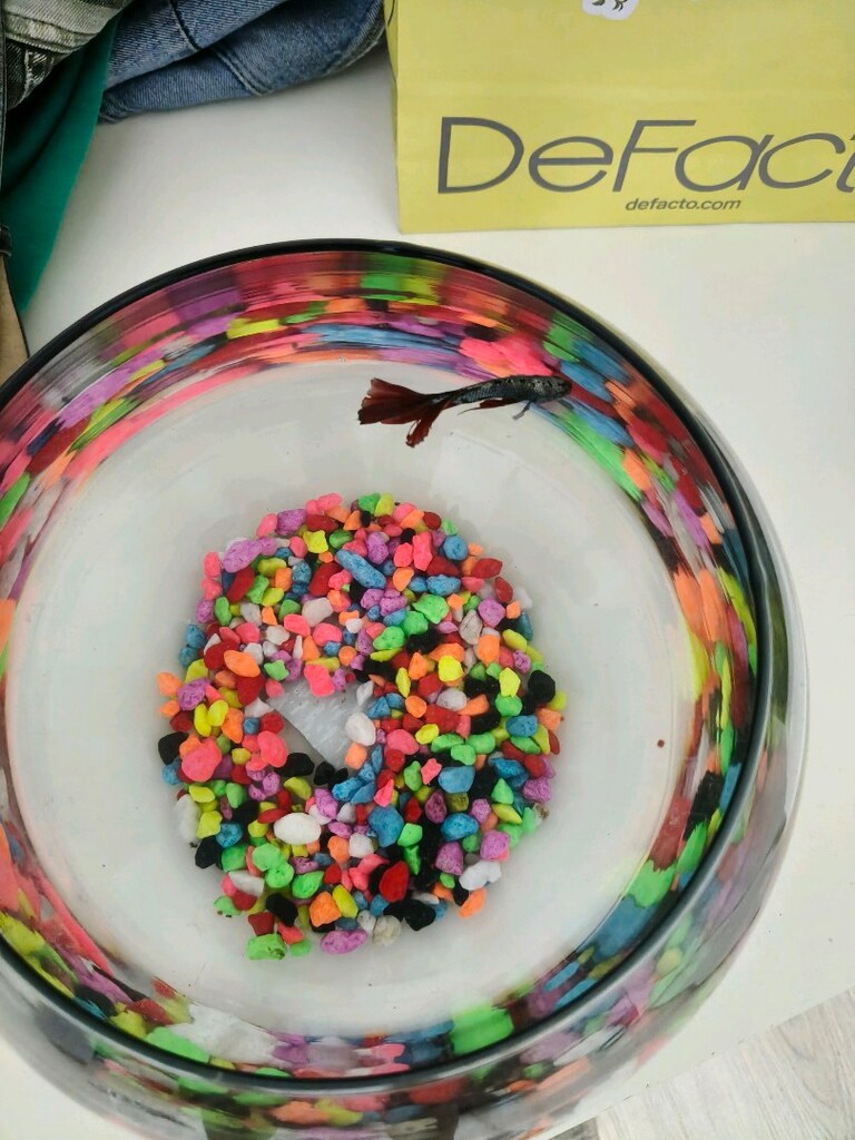 fanus akvaryum betta - 3