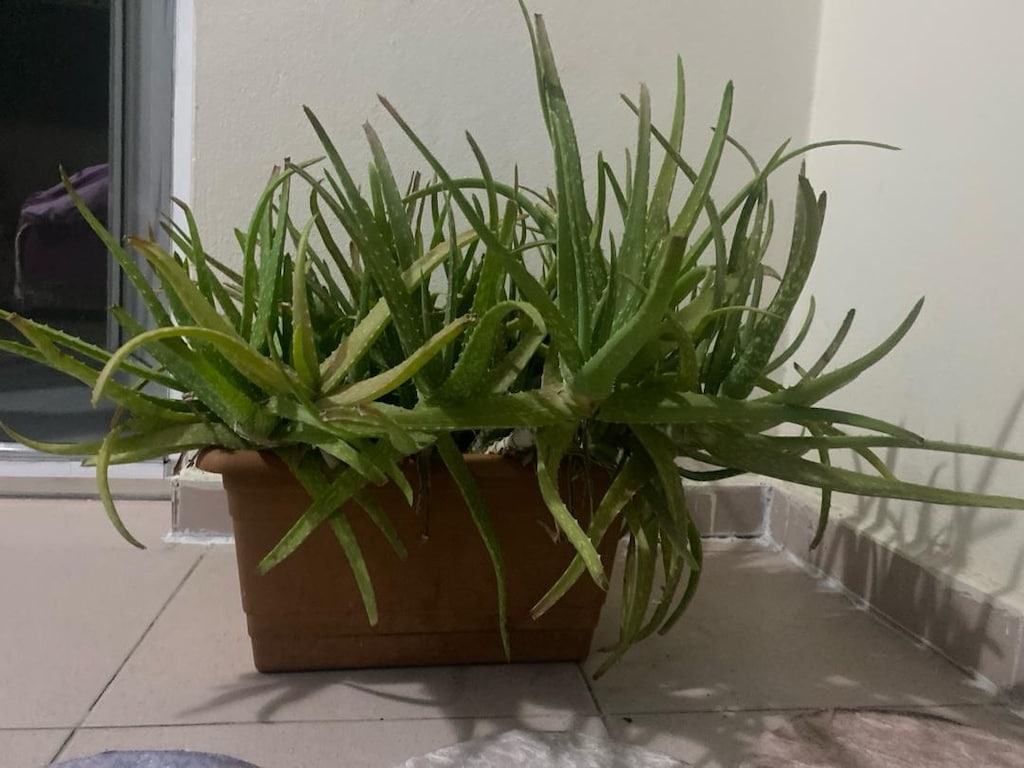 Aloe Vera Bitkisi - 4