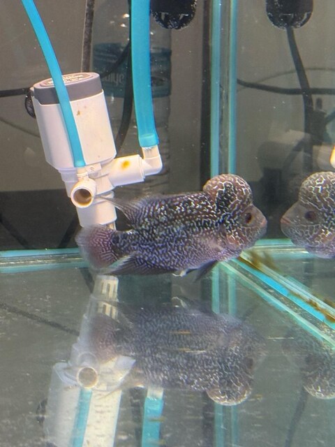 Genç Sağlıklı Flowerhorn