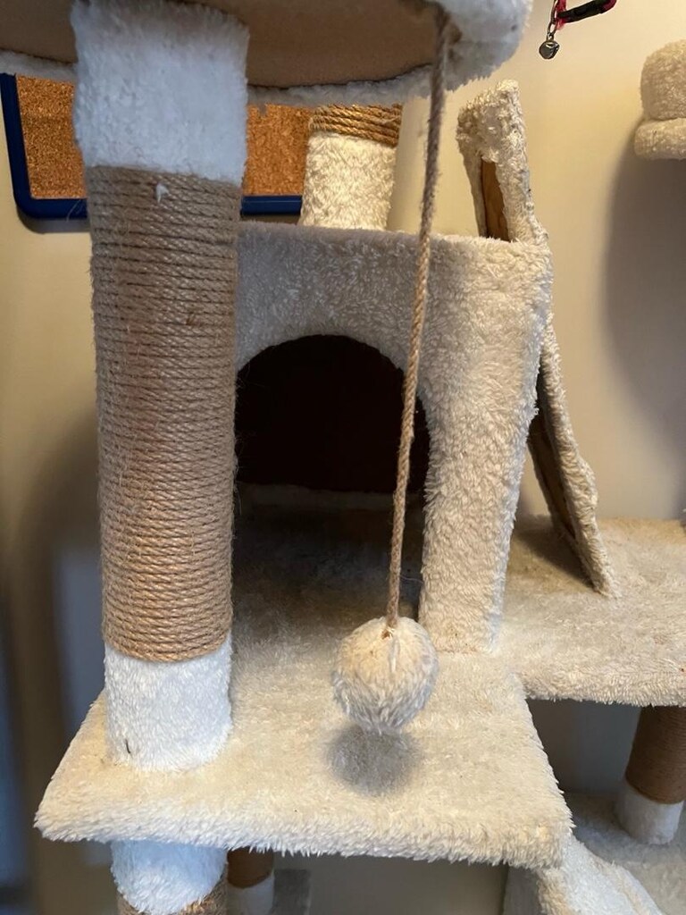 kedi evi - 4