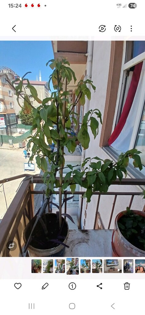 ev balkon çiçekleri - 13