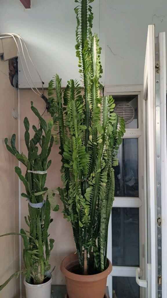 Süt ağaçı boy 2 MT geçti pazarlık payı var - 6