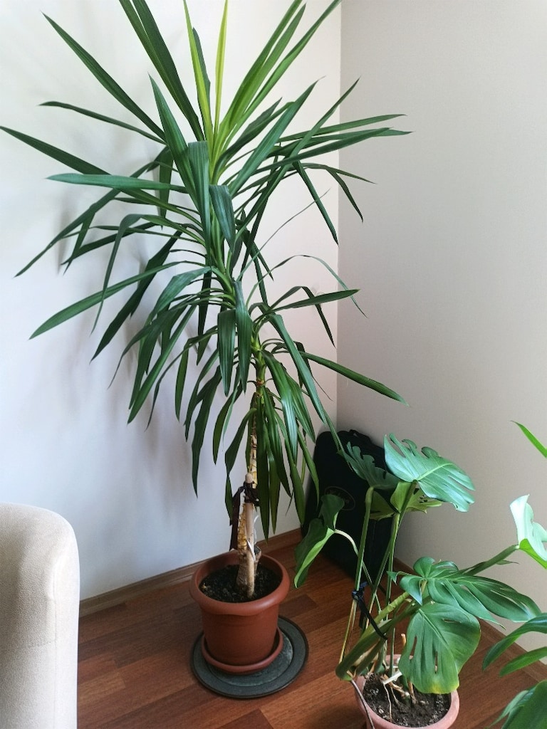Yuka (Yucca). Fil Ayağı salon çiçeği