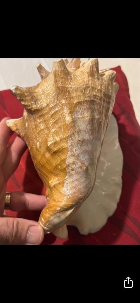 DEKORATİF BÜYÜK DENİZ KABUĞU 24 cm - 5