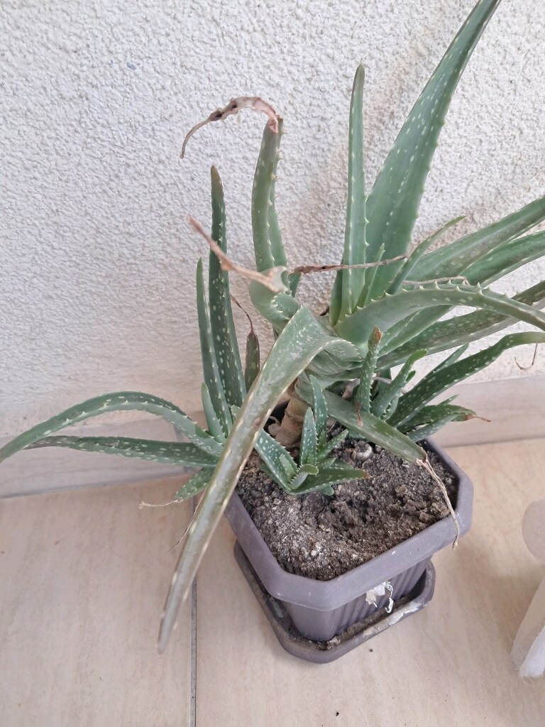 ALOEVERA BAHÇESİ - 4