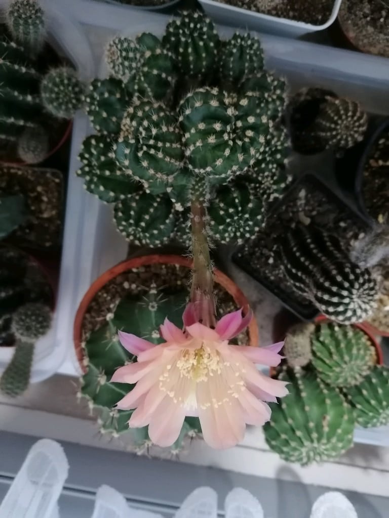 Echinopsis Hibrit - 5